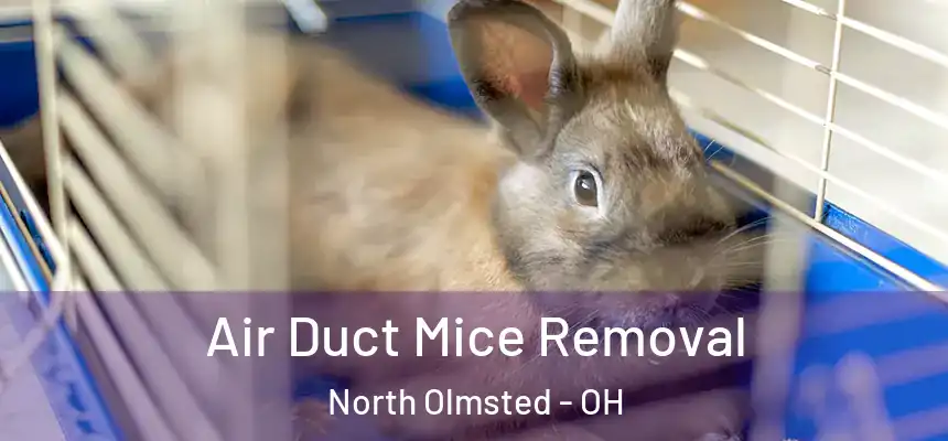  Air Duct Mice Removal North Olmsted - OH